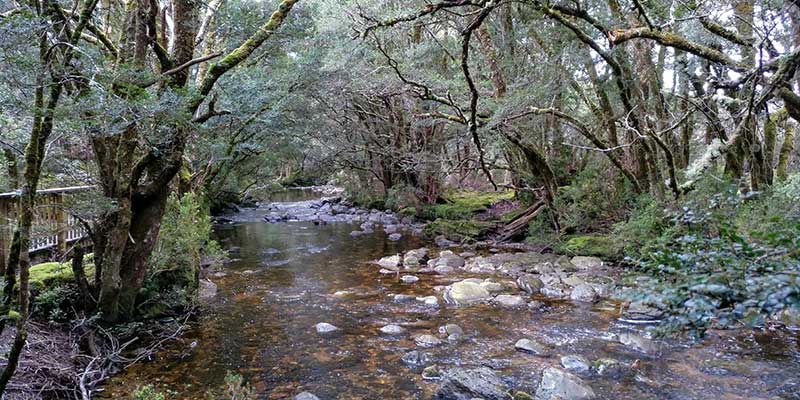 enchanted-walk-guia-de-viaje-por-tasmania