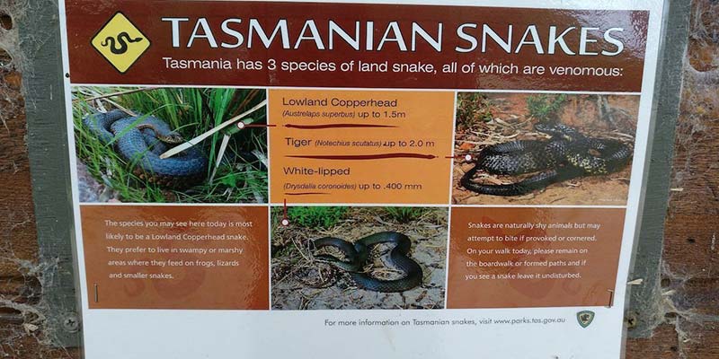 serpientes-de-tasmania
